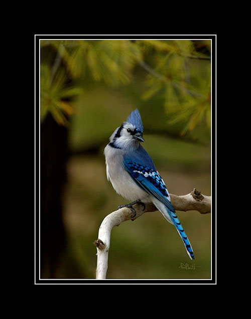 Bluejay